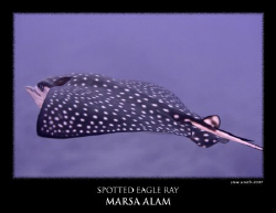 eagle ray - shot with canon 60mm macro by Stewart Smith 
